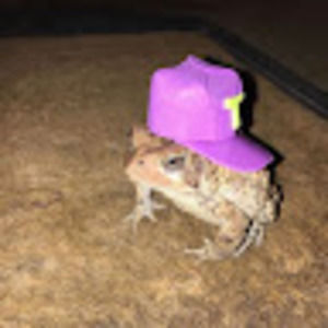 Meet your Posher, Chase